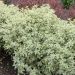 Pittosporum tenuifolium 'Variegatum' Meilland Richardier