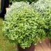 Pittosporum tenuifolium 'Golf Ball' Meilland Richardier