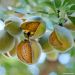Amandier Nain de jardins® Mini Mandier