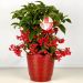 Ardisia crenata, ardisie, plantes de Noël Meilland Richardier