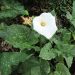 Arum Albomaculata