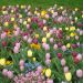 Assortiment tulipes simples hâtives Pastel