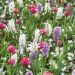 Assortiment parfumé Diane, tulipe + narcisse + jacinthes Meilland Richardier