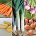 assortiment soupe