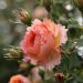 Rosier buisson AUGUSTE ESCOFFIER ® Meizasmyne
