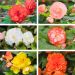 Bégonias NON STOP ® en mélange