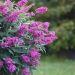 Mini Buddleia Davidii Tiny Buddy® Hot Pink ‘Condappin’
