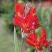 Canna nain Flamenco