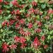 Chèvrefeuille Major Wheeler, Lonicera sempervirens, grimpante Meilland Richardier