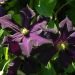 Clématite ou Clematis X ‘Romantika’