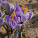 Crocus Roi des Stries
