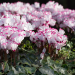 Cyclamen parfumé ABSOLU ® de Morel, fleurs de saison Meilland Richardier