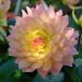 Dahlia nain GALLERY ® PABLO ®
