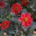 Dahlia nain simple au feuillage décoratif noir Dame de feu