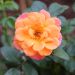 Rosier Sugar CANDY ROSE® Meiconfiz
