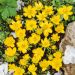 Eranthis hyemalis, helléborine d'hiver, bulbes faciles Meilland Richardier