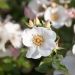 Rosier FRIENDLY ® Sweet Meinatope
