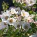 Rosier FRIENDLY ® Sweet Meinatope