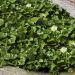 Lierre d'Alger ou Hedera Algerian Bellecour