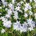 Ipheion uniflorum Wisley Blue, Bulbe vivace Meilland Richardier