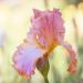 Iris à grandes fleurs Punchline