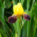 Iris de rocaille Nibelungen