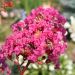 LAGERSTROEMIA indica With Love ® Kiss en pot