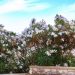 Laurier-rose ou Nerium oleander Harriet Newding