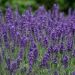 Lavande Hidcote
