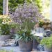 Limonium DAZZLE ROCKS en pot sur terrasse