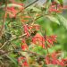 Chèvrefeuille ou Lonicera sempervirens Cedar Lane cov