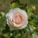 Rosier Grimpant ANDRE LE NOTRE ® Meilinday