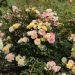 Rosier REVE DE PARIS ® Meilowmye