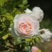 Rosier Grimpant PALAIS ROYAL ® Meiviowit fleur