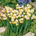 Narcisse plurflore parfumé Canaliculatus, bulbes Meilland Richardier