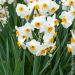 Narcisse parfumé pluriflore Geranium, bulbes Meilland Richardier
