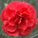 Oeillet anglais 'Diana', oeillet mignardise ou Dianthus plumarius