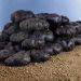 Pomme de terre Vitelotte Noire Meilland Richardier