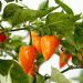 Piment Magnum F1 orange