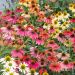 Rudbeckia Cheyenne Spirit