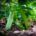 Pois demi-nain mangetout Normand