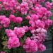 Rosier paysager PRETTY POLLY® pink