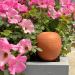OYAS ® Naturel à planter