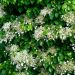 Hortensia grimpant