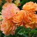 Rosier paysager WESTERLAND ® Korwest