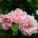 Rosier grimpant liane Albertine
