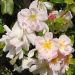 Rosier grimpant SOURIRE D'ORCHIDEE Crochetdit