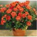 Rosier ORANGE SYMPHONIE ® Meininrut