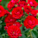 Rosier grimpant CHERRY FROST ® Overedclimb