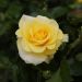 Rosier paysager Golden Street Colors